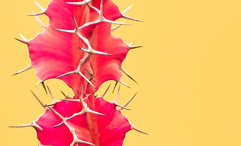 How to Use Perfume Effectively For A Sizzling Summer
