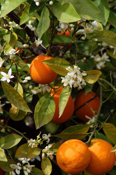 How orange blossom is reinventing summer and solar fragrances