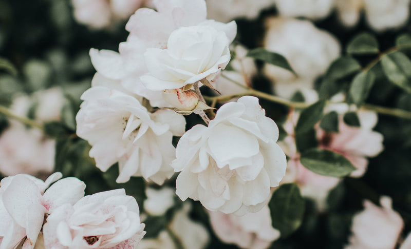 Perfumes Secrets : How To Apply Perfumes
