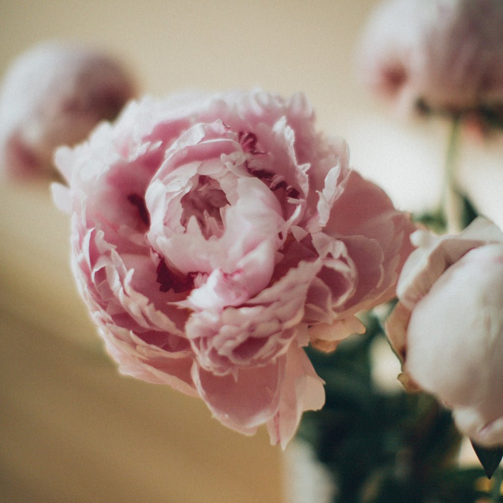Roses De Grasse - ingredient | Ideo Parfumeurs